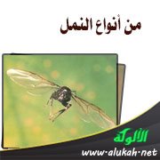 من أنواع النمل: النملة الطائرة والنمل الأبيض