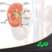 الكلى البشرية