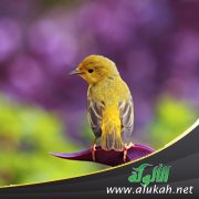 عصفورة (قصيدة للأطفال)