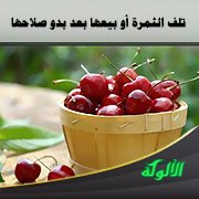 تلف الثمرة أو بيعها بعد بدو صلاحها