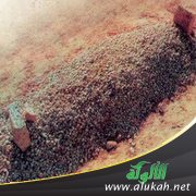 الحث على الاستعداد للموت وما بعده من الأهوال