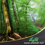 الحيوانات الأطباء