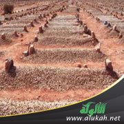 أمنيات الموتى (خطبة)