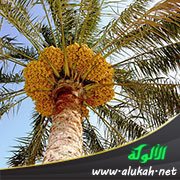 زكاة ثمرة النخل (خطبة)