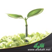 التفكر في النبات