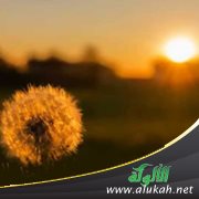 ودعت صبحك (قصيدة)