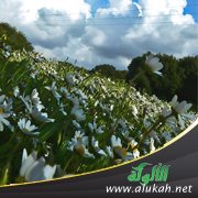 جبال في بلاد الياسمين (قصيدة)