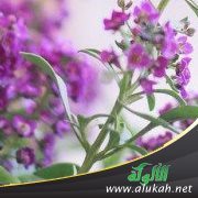 القلب المستبشر (1)