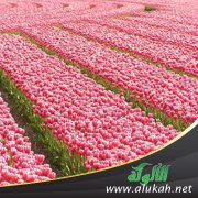 نثر الورد في رياض السعد