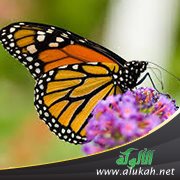 فراشة (مقطوعة شعرية للأطفال)
